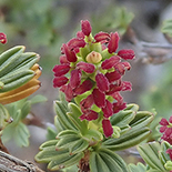 Myrothamnus flabellifolius